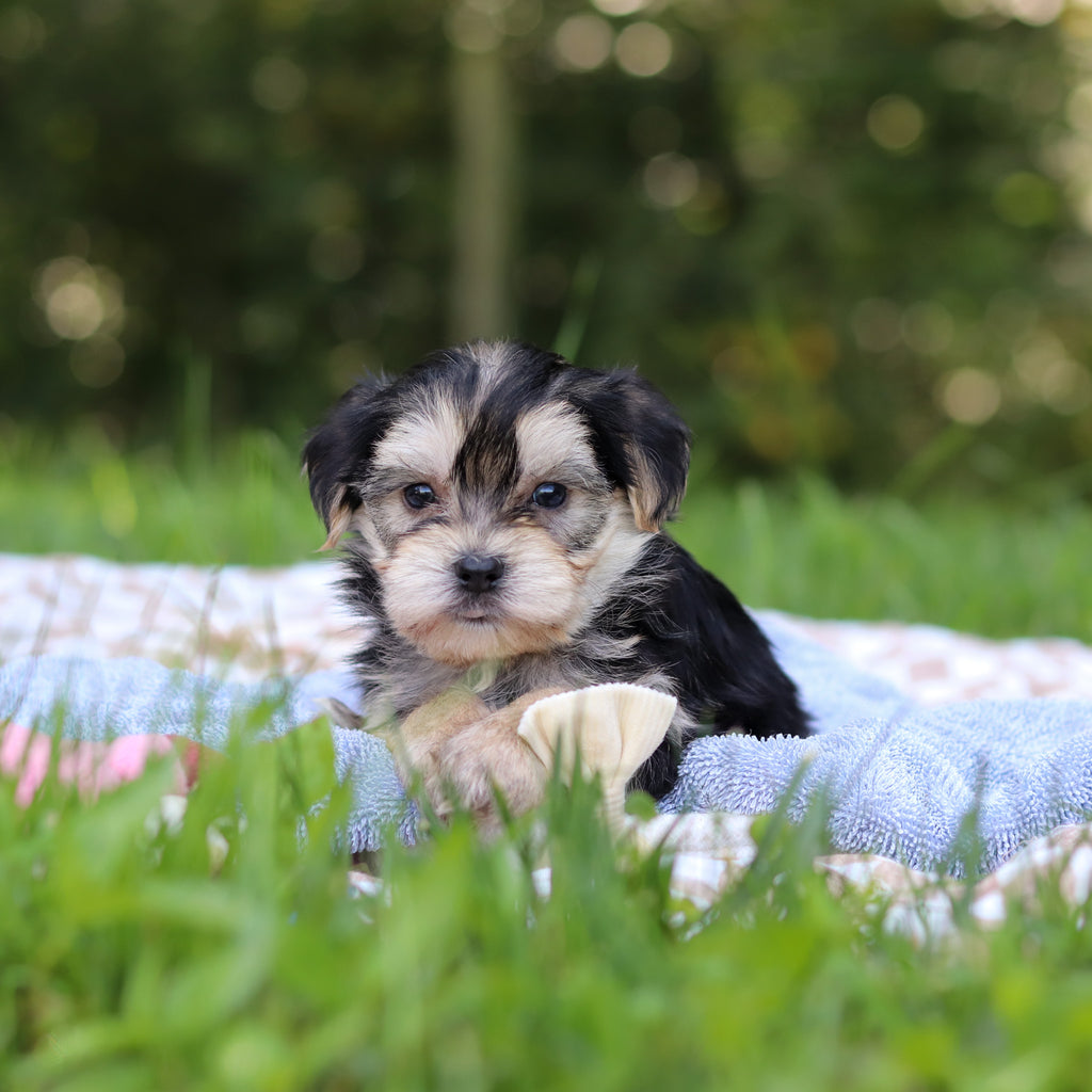 Edgar - Available 9/24