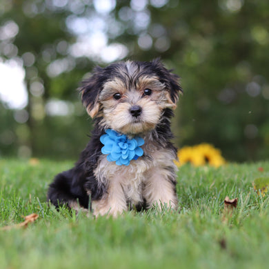 Elliot - Available 9/24