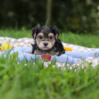 Elliot - Available 9/24