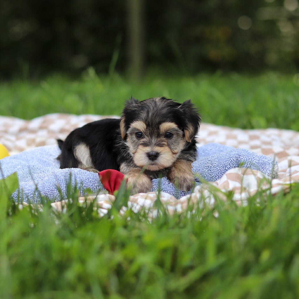 Elliot - Available 9/24