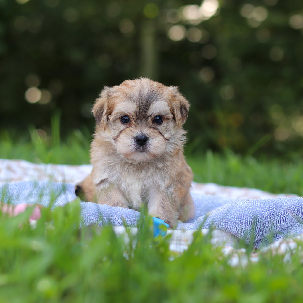 Einstein - Available 9/24