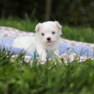 Hector - Available 9/24
