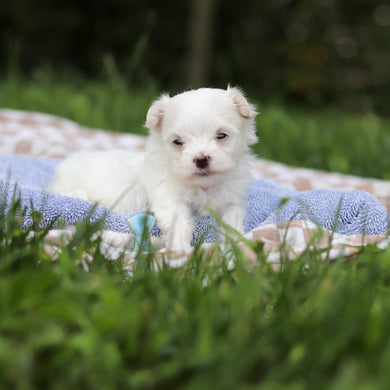 Hector - Available 9/24