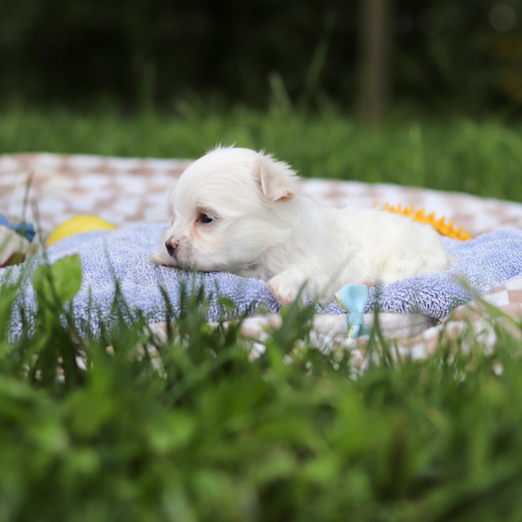 Hector - Available 9/24