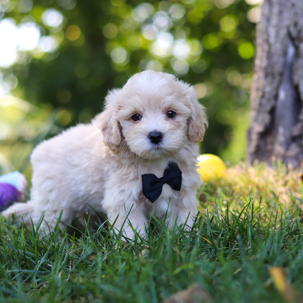 Pita - Available 8/20