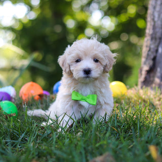 Paco - Available 8/20