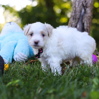 Sully - Available 9/3