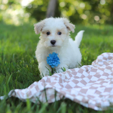 Sully - Available 9/3
