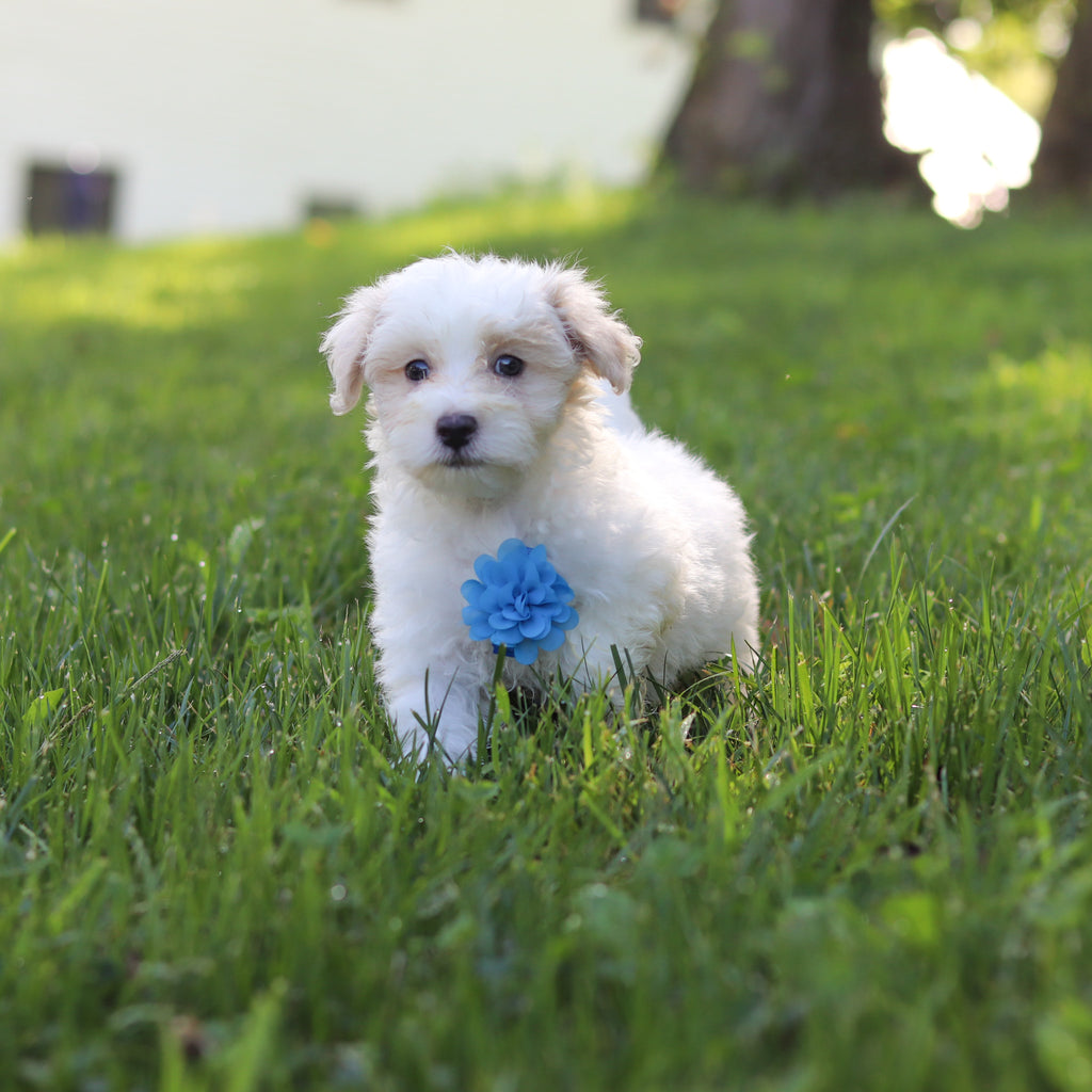 Sully - Available 9/3