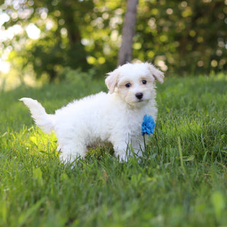Sully - Available 9/3