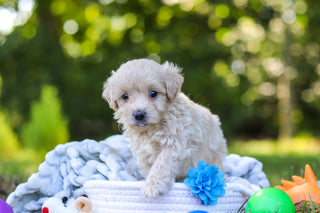 Sutton - Available 9/3