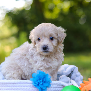Sutton - Available 9/3