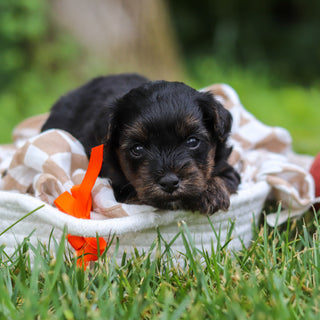 Caruso - Available 8/13