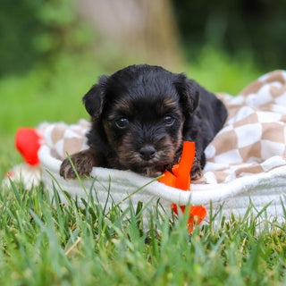Caruso - Available 8/13