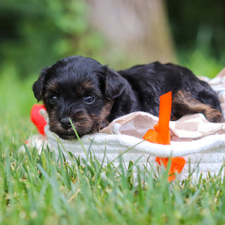 Caruso - Available 8/13