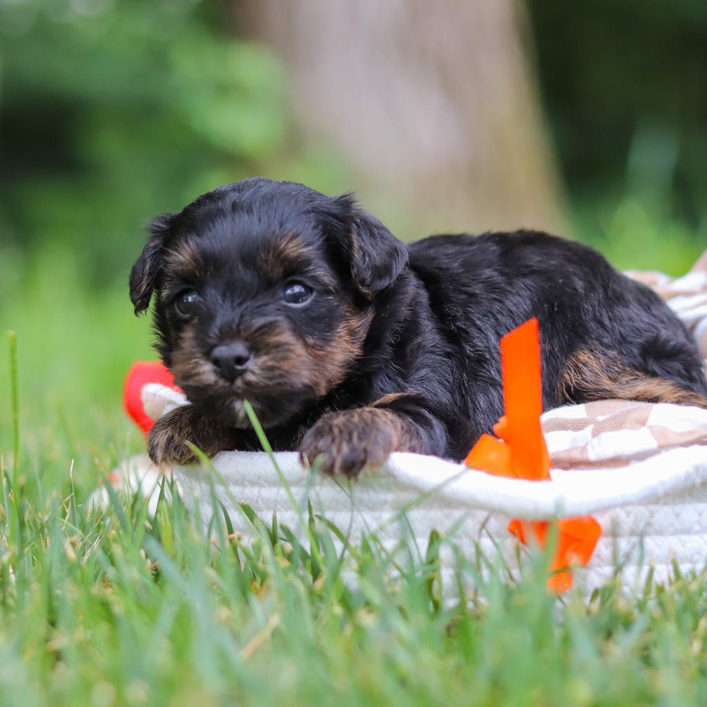 Caruso - Available 8/13