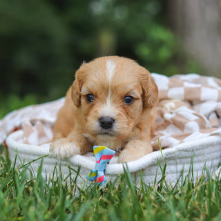 Buck - Available 8/13