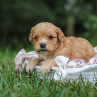 Bernie - Available 8/13