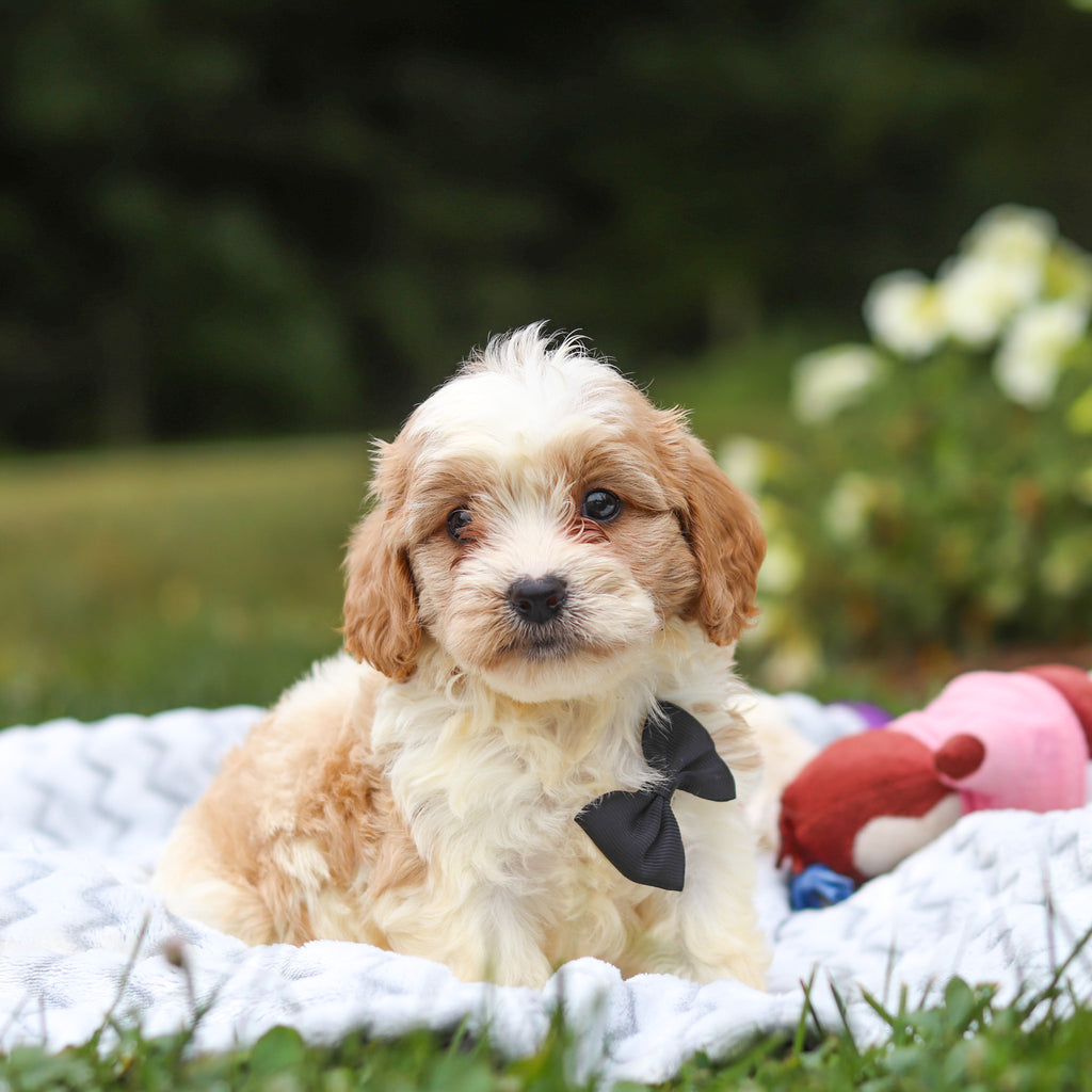 Bowen - Available 8/13
