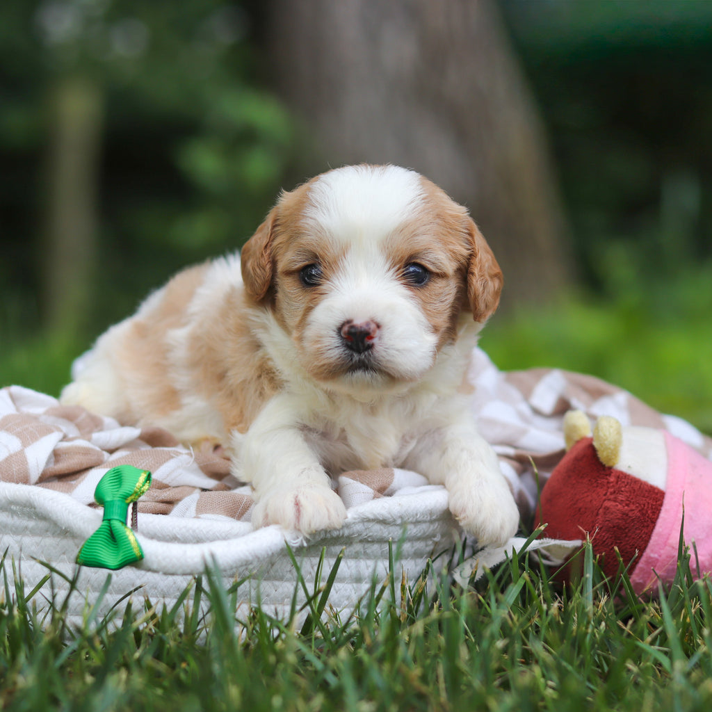 Bowen - Available 8/13