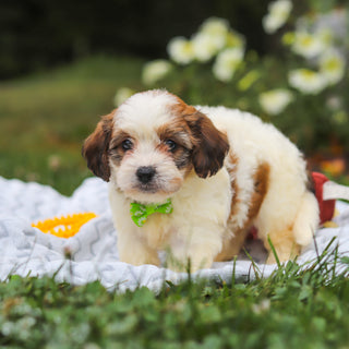 Benny - Available 8/13