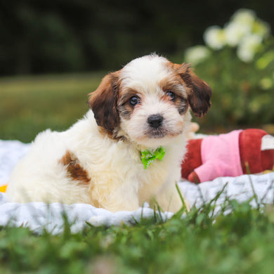 Benny - Available 8/13