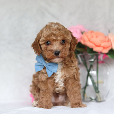 Hudson - Available 4/16