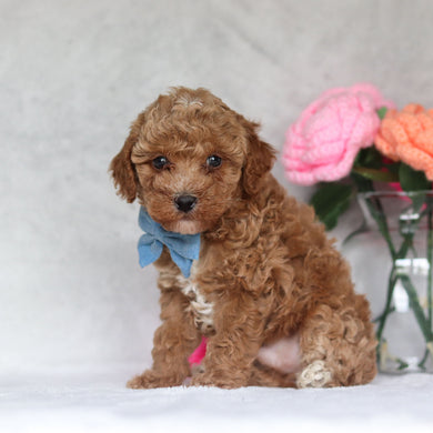 Hudson - Available 4/16