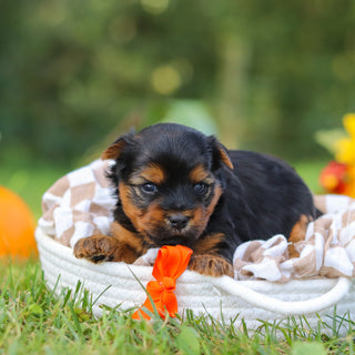 Cheddar - Available 10/22