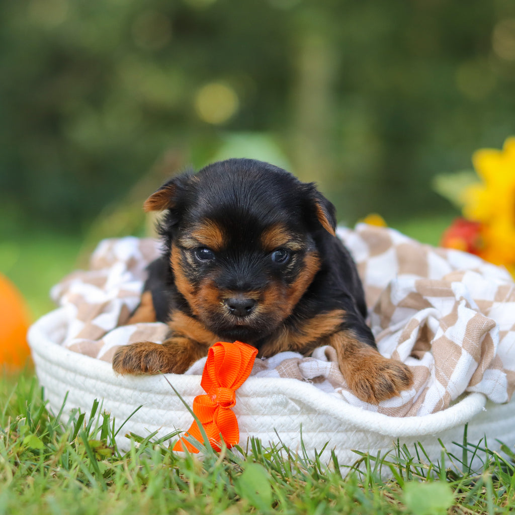 Cheddar - Available 10/22