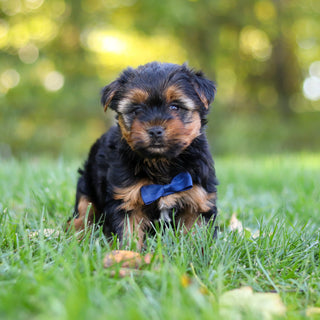 Cheddar - Available 10/22