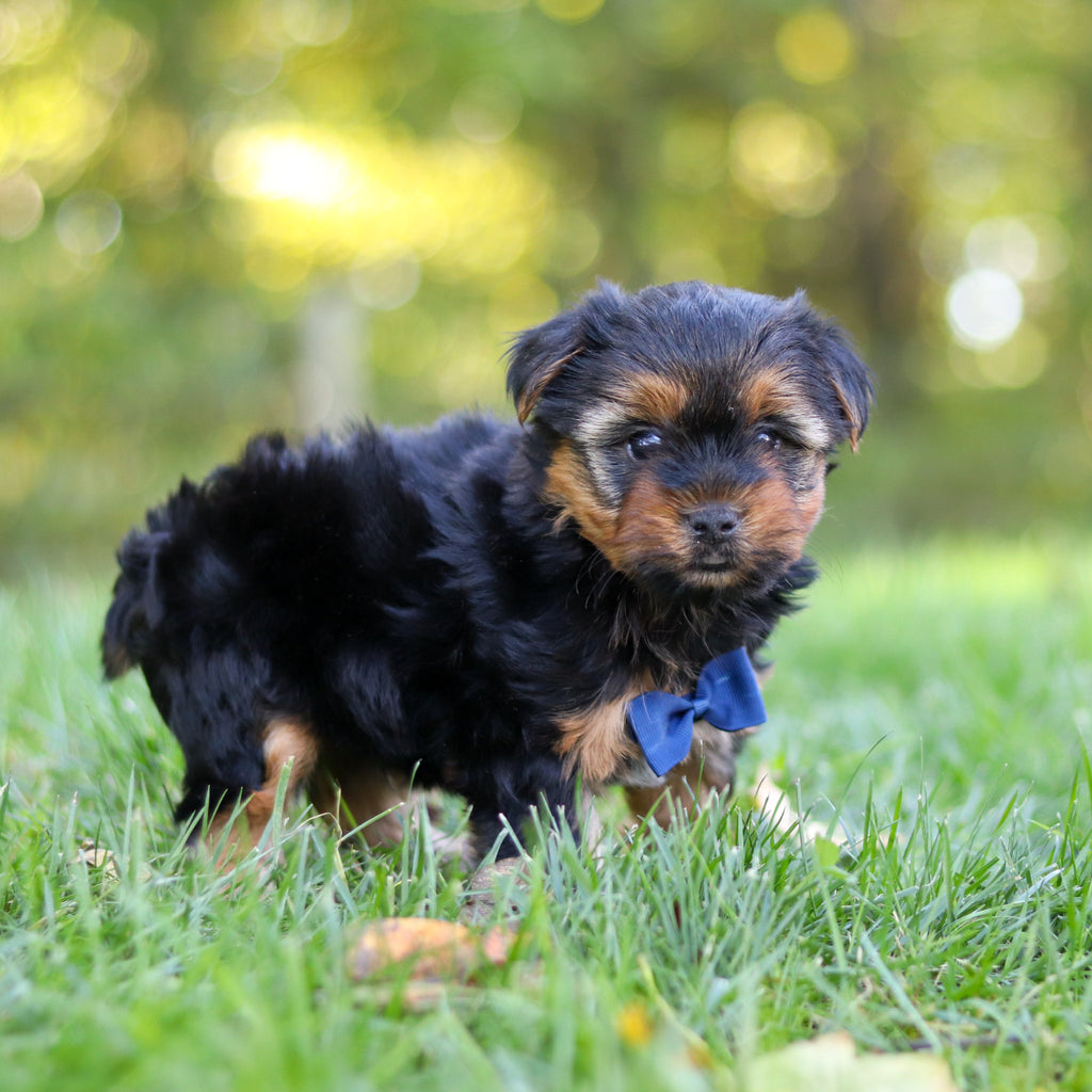 Cheddar - Available 10/22