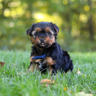 Cheddar - Available 10/22