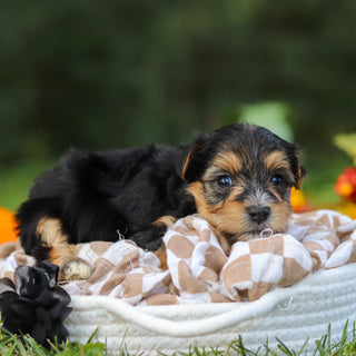 Enrique - Available 10/22