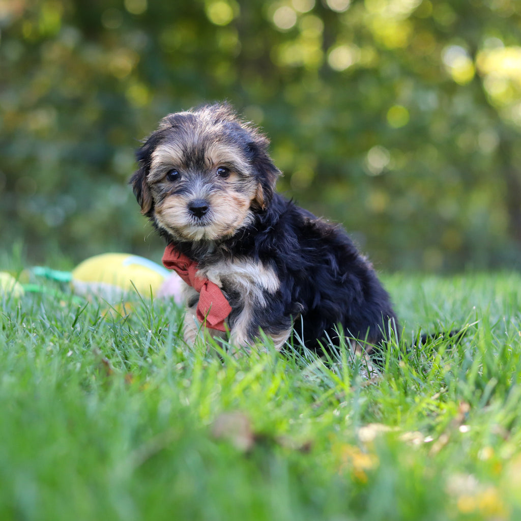 Enrique - Available 10/22
