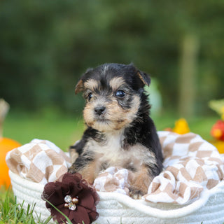 Ellis - Available 10/22