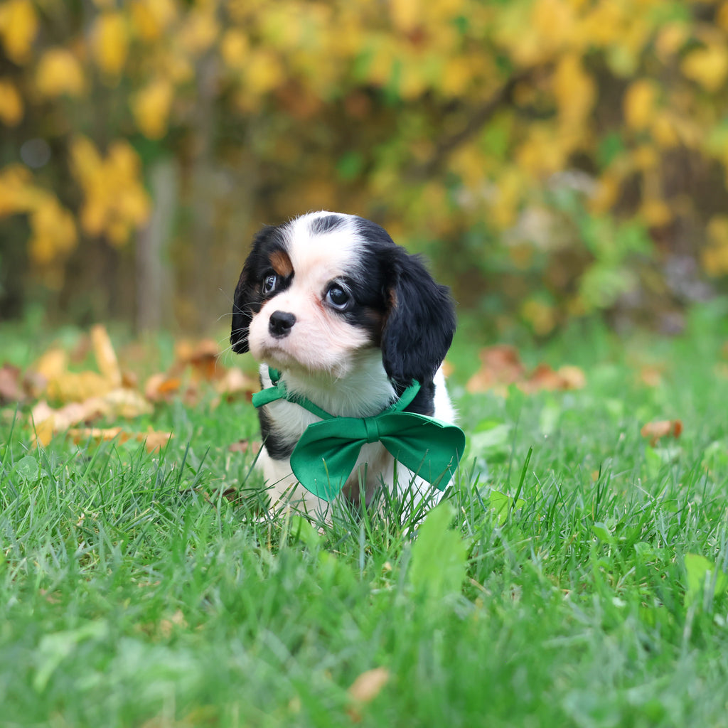 Carl - Available 10/29