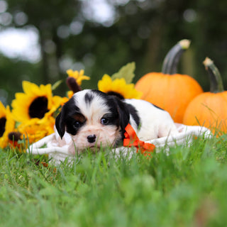 Carl - Available 10/29