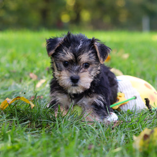 Bodie - Available 10/25