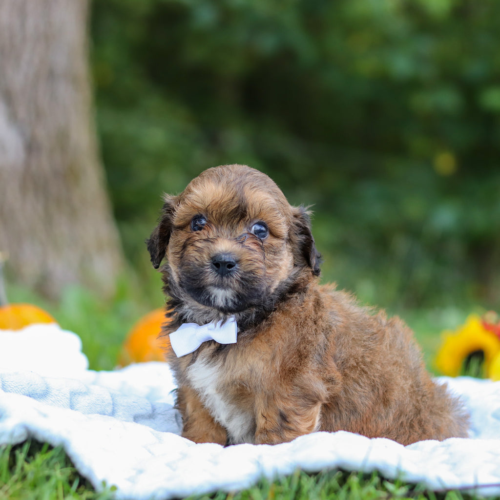 Caden - Available 10/15