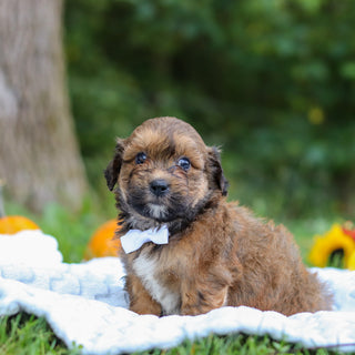 Caden - Available 10/15