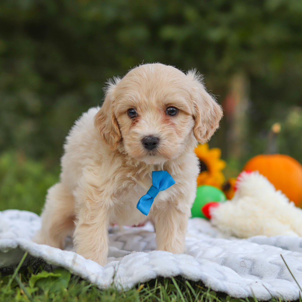Harry - Available 10/15