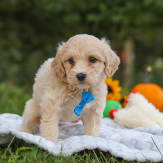 Harry - Available 10/15