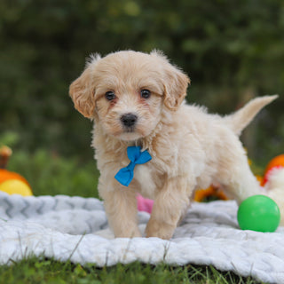Harry - Available 10/15