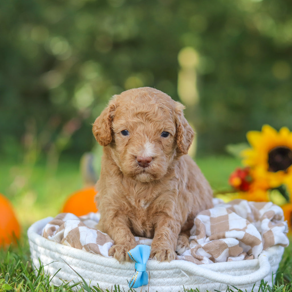 Franklin - Available 10/22