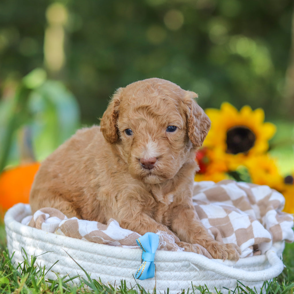 Franklin - Available 10/22