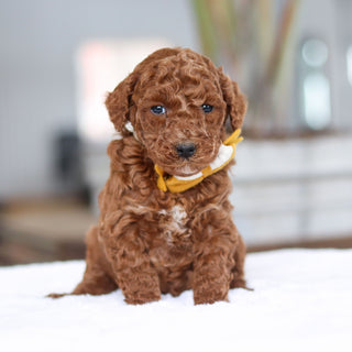 Adrian - Available Now