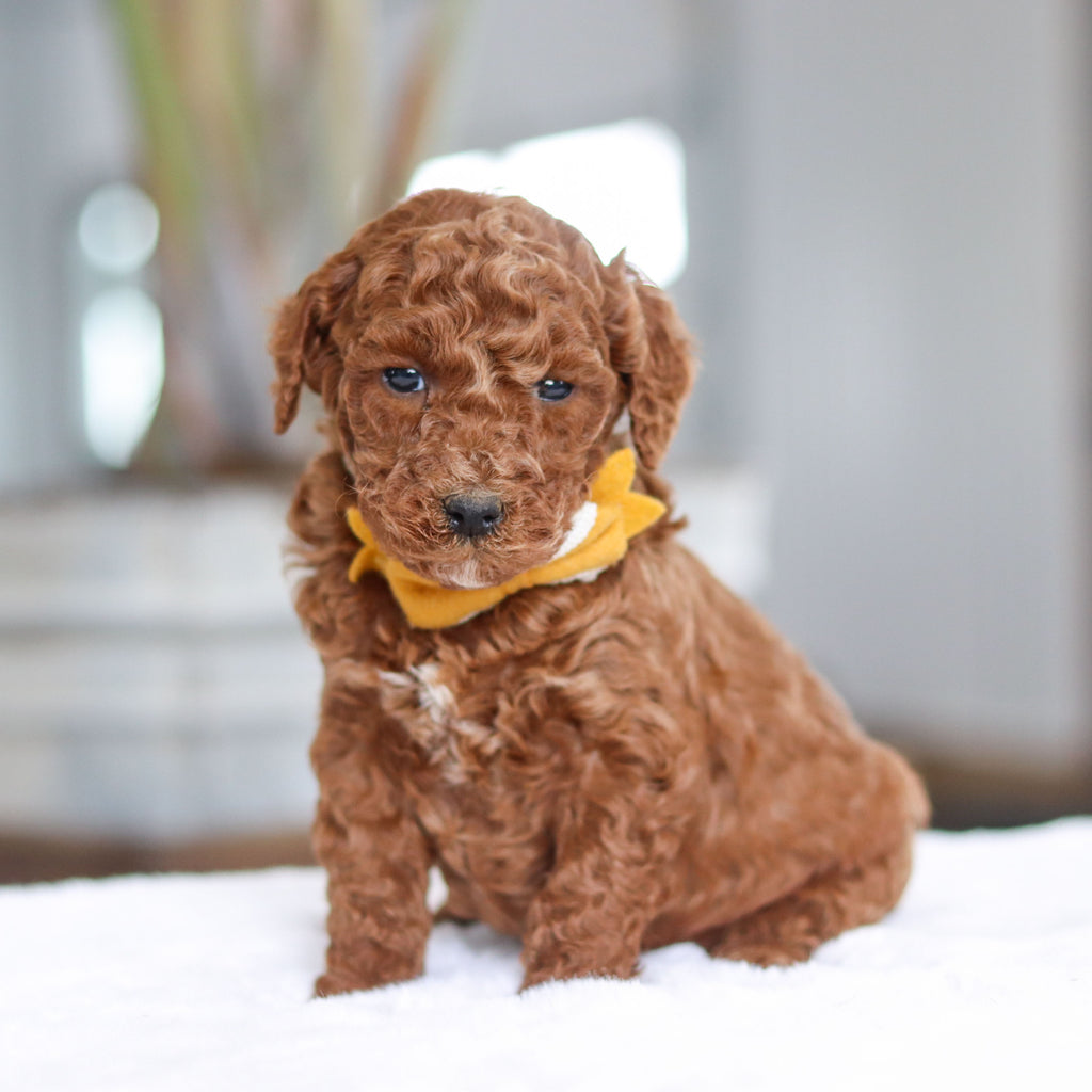 Adrian - Available Now