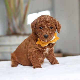 Adrian - Available Now