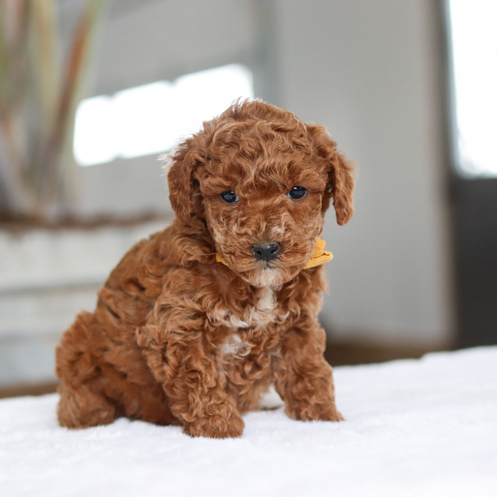 Otis - Available Now